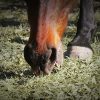 Horse Supplements