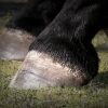 Hoof Care